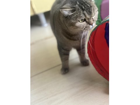 Sakin Ve Uyumlu British Hera’ya Yeni Yuva Arıyoruz