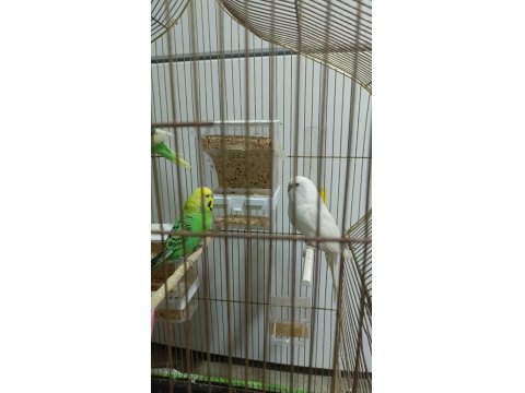 5 Adet Muhabbet Kuşu 2 Takım Var Bir Adet Tek Dişi Var