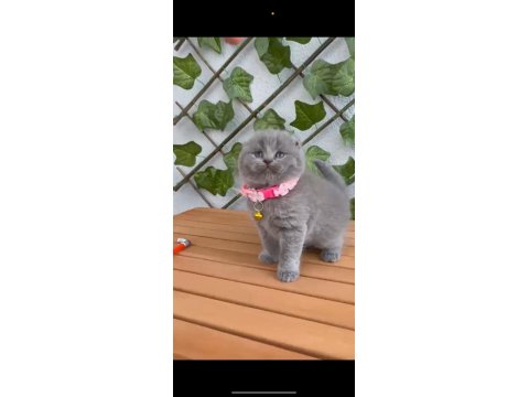 2.5 Aylık Dişi Scottish Fold Ayıcık Suratlı
