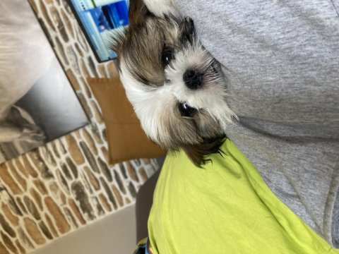 3 Aylık Shih Tzu Erkek