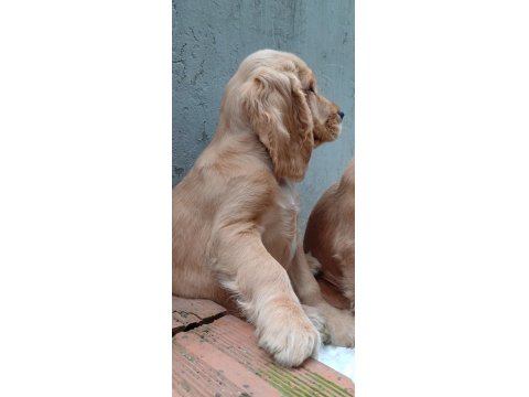 A Kalite Amerikan Cocker