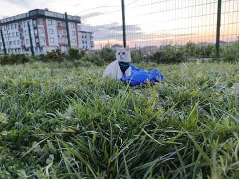 British Shorthair Kedimiz