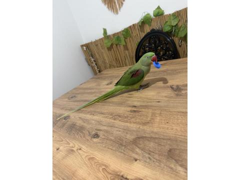 Full Evcil İskender Papağanı Isırmaz Ele Kola Gelir Konulmaya Başladı