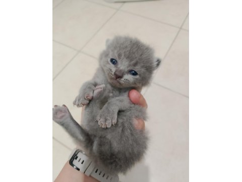 British Shorthair Ve Scottish Fold Yavrular