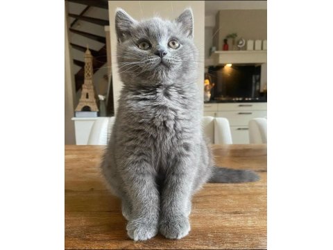 Beklenen İlan Açıldı A+ Brıtısh Shorthair Yavrular