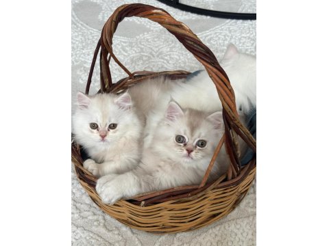 British Longhair Bebeklerimize Yuva Arıyoruz