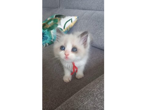 Son Bir Safkan Ragdoll