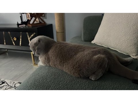 4 Yaşında Uysal Sevimli Scottish Fold