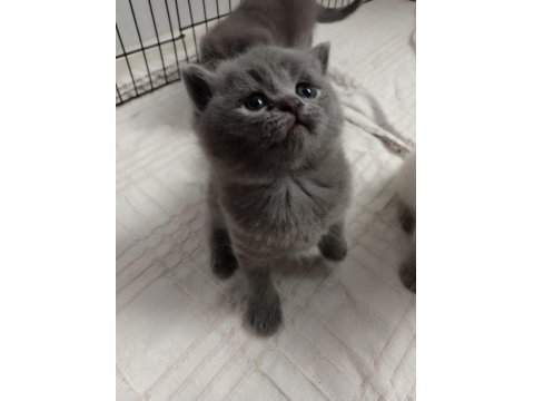 İzmir'in British Shorthair Prensi Yeni Yuvasına Gitmeye Hazır