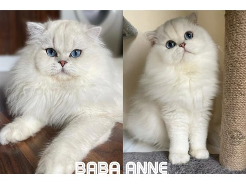 Yakışıklı British Longhair Oğlum Lukas