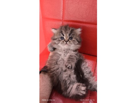 British Longhair Black Tabby Point