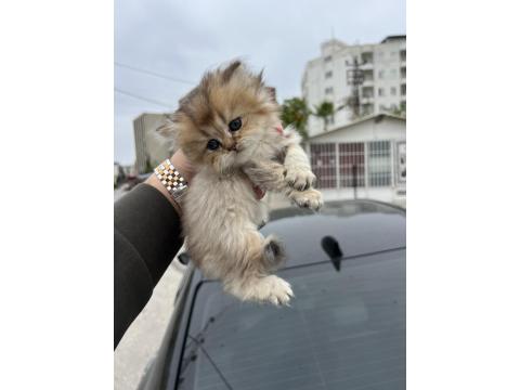 Saf Golden Ny11 & Silver Ns11 Scottish Fold