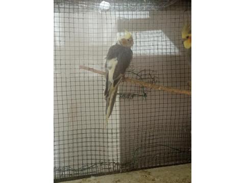 Yavru Sultan Papağanlarımız