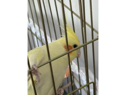 8 Aylık Sultan Papağanı Kafesi Ve Malzemeleriyle