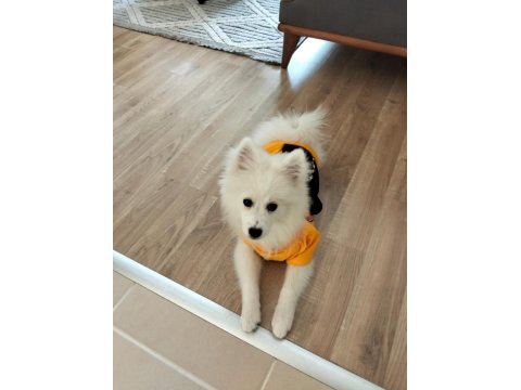 4 Aylık Spitz