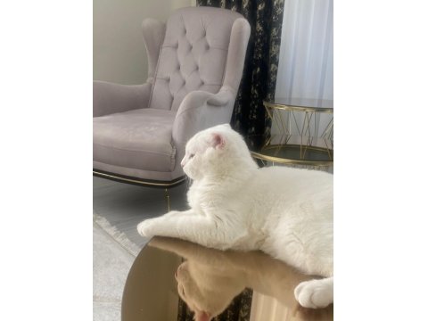 Scottish Fold Erkek Kedime Dişi Kedi Arıyorum