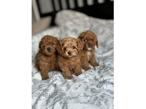 Toy Poodle Köpeği