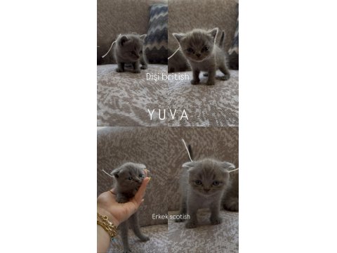 British Ve Scottish Kardeşler