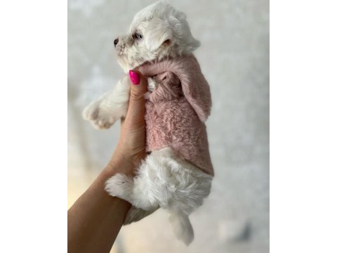 Dünya Tatlısı Terrier Yavruları