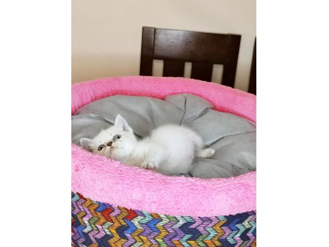 Harika Saf Irk British Shorthair Blue Point Kızımız