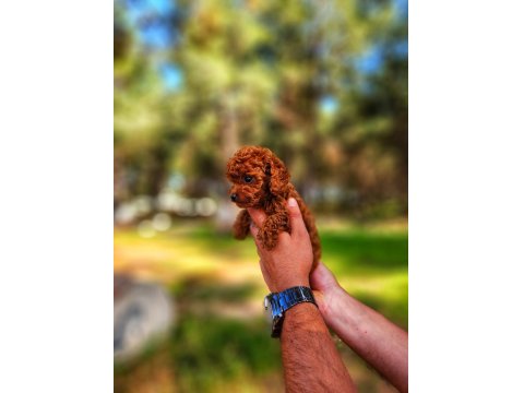 Toy Poodle Mı İstemiştiniz