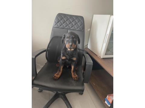 Harika Macar Rottweiler Yavru