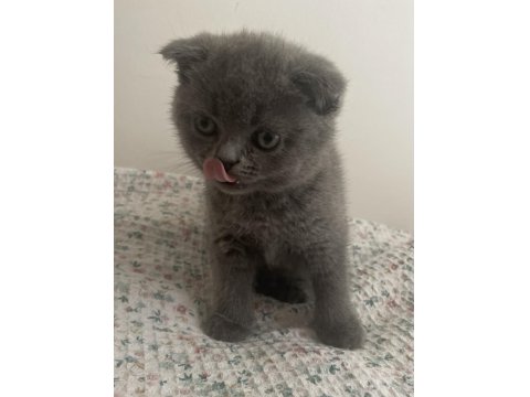 British Shorthair 2 Aylık