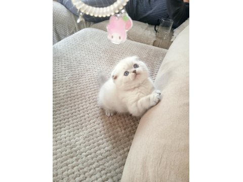 Scottish Fold Lynx Point Top Kafa