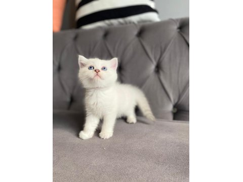 Safkan Ns1133 Silver British Bebekler