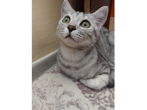 5 Aylık British Shorthair