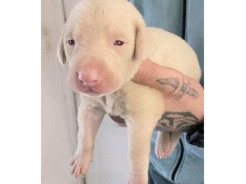 Pink Doberman Yavrularımız Almanyadan İthal Üst Kalite