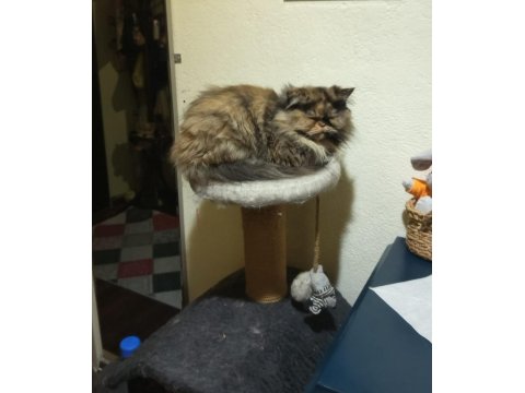 Exotic Longhair 3 Yaşında