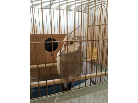 Wifi Sultan Papağanı