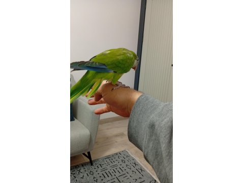 8 Aylık Evcil Monk Papağanı Mırıldanmaya Başladı