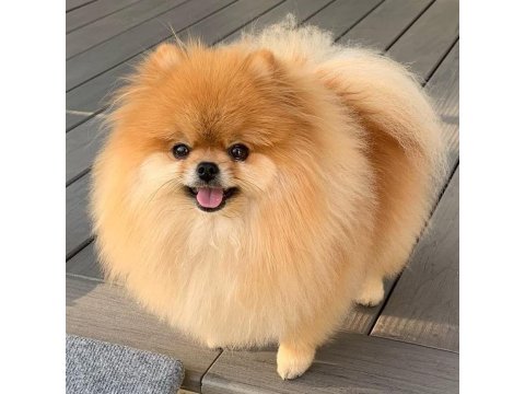 Orjinal Pomeranian Boo Köpekler