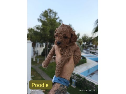 Sevimli Poodle Dişi Ve Erkek Yavrularımız