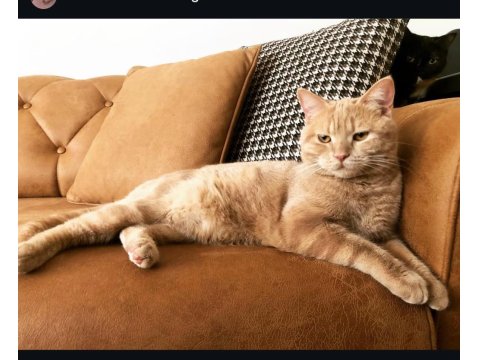 Acil Yuva Aranıyor Bir Dişi Bir Kısır Erkek British