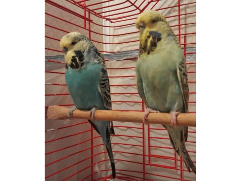 Şov Jumbo Muhabbet Kuşu