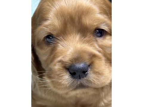 45 Günlük İngiliz Cocker