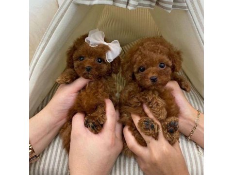 Sağlık Ve Irk Garantili Toy Poodle Köpekleri