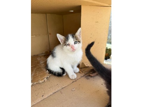 Her Renk Yavru Kediler