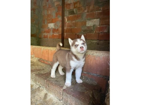 Mavi Göz Kızıl Siyah Beyaz Husky Bebek Köpekler
