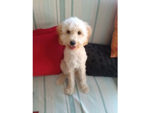 Oyuncu Maya Köpeğimiz