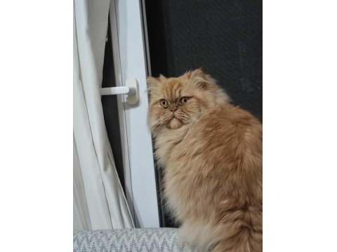 Erkek İran Kedisi Kısır Değil