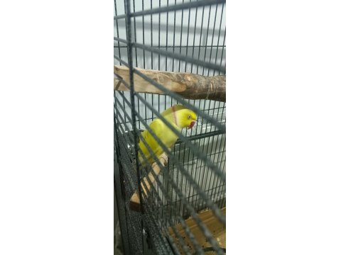 Damızlık Erkek Pakistan Papağanı