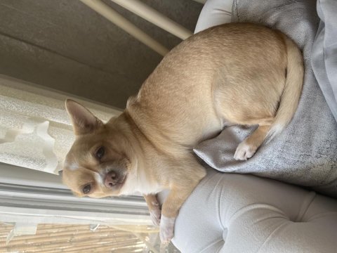 Şivava Ömürlük Yuva İzmir İçi