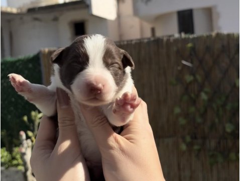 Border Collie Yavru Köpekler