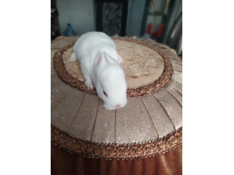 Cüce Tavşan 20 Günlük