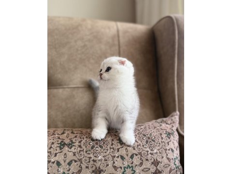 Seçkin Ailelere Özel Wcf Kayıtlı Scottish Fold Yavrumuz