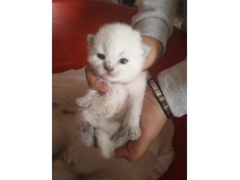 Orjinal Üst Düzey Yavru Kediler